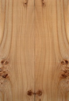 Burl Elm Top