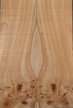 Burl Elm Top