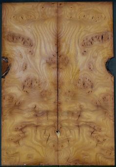 Burl Mullberry