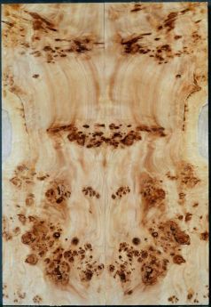 BODY TOP BURL POPLAR