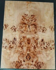 BASS Burl Poplar top