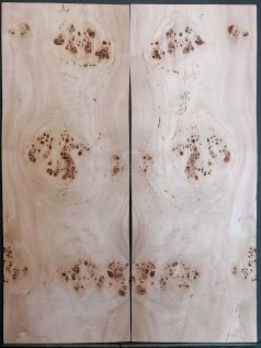 Burl Poplar Top