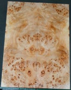 BASS Burl Poplar top