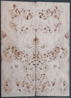 Burl Poplar Top