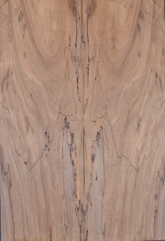 Spalted Walnut