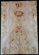 Body  TOP BURL POPLAR