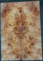 Burl Poplar