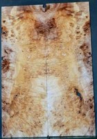 Burl Poplar