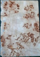 Burl Poplar 1PC