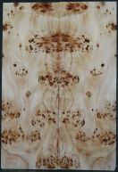 Burl Poplar top