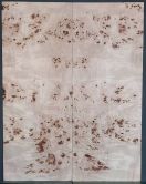 Burl Poplar Top