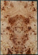 Burl Poplar top