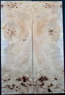 Burl Poplar Top