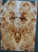 ``Cobra`` Burl Poplar top