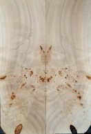 Burl Poplar Top