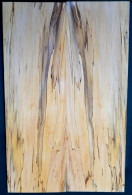 Spalted Beech 2A