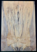 SPALTED MAPLE