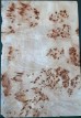 Burl Poplar 1pc