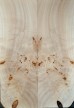 Burl poplar